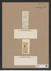Stephanopyxis minuta Grev. (de-Toni-Nr.: Genus 187, Species 4661/6) Zeichnungen Sammlung Grunow Nr. 8308 (NHMW-BOT-W0377707)